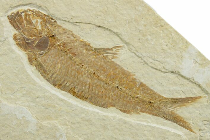 Detailed Fossil Fish (Knightia) - Wyoming #349615